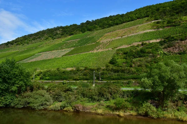 Moselle Völgy Moselkern Németország Augusztus 2021 Szőlőültetvény Völgye — Stock Fotó