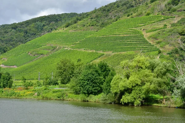 Moselle山谷 2021年8月11日 葡萄园谷 — 图库照片