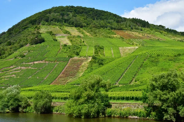 Moselle山谷 2021年8月11日 葡萄园谷 — 图库照片