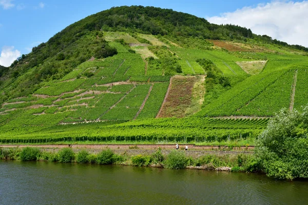 Moselle Völgy Németország Augusztus 2021 Szőlőültetvény Völgye — Stock Fotó