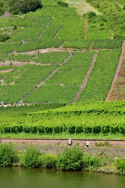 Valle Della Mosella Germania Agosto 2021 Valle Della Vigna — Foto Stock