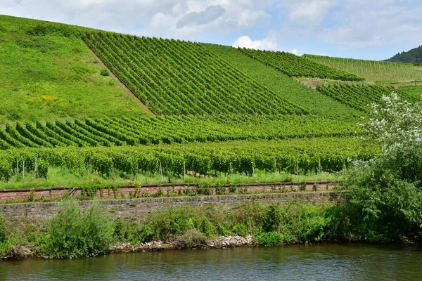 Moselle Völgy Briedern Németország Augusztus 2021 Szőlőültetvény Völgye — Stock Fotó