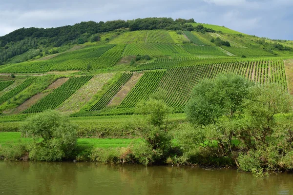 Moselle Valley Briedel Germany August 2021 Valley Vineyard — Stock Photo, Image