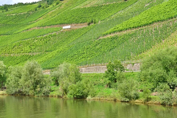 Moselle Völgy Kowerich Németország Augusztus 2021 Szőlőültetvény Völgye — Stock Fotó