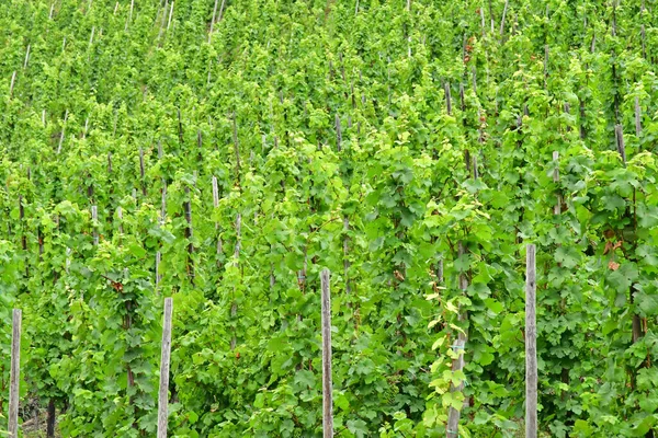 Bernkastel Kues Germany August 2021 Vineyard Picturesque City Summer — Stock Photo, Image