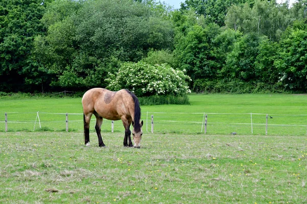 Hever England June 2022 Horse Picturesque Village — ストック写真