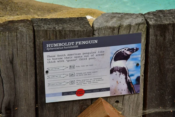 London England June 2022 Humboldt Penguin London Zoo — Foto de Stock