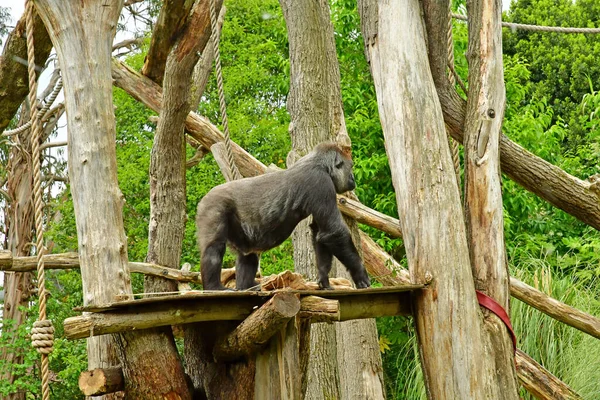 Londyn Anglia Czerwca 2022 Goryl Londyńskim Zoo — Zdjęcie stockowe