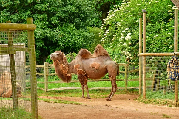 Londres Inglaterra Junio 2022 Camello Zoológico Londres Creado 1828 — Foto de Stock