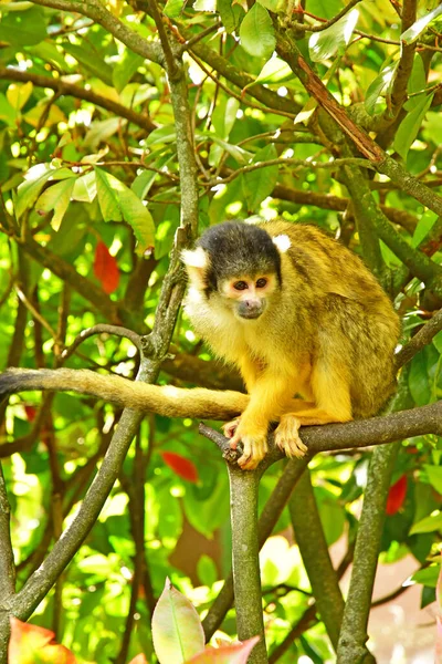 Londres Inglaterra Junio 2022 Zoológico Londres Creado 1828 — Foto de Stock