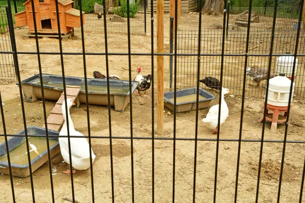 Jouy Moutier Francia Julio 2022 Granja Ecancourt — Foto de Stock