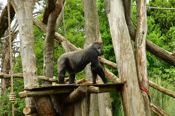 London England June 2022 Gorilla London Zoo — Stockfoto