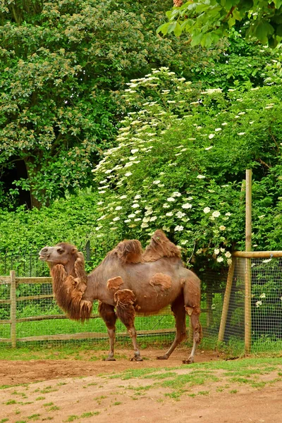 London England June 2022 Camel London Zoo Created 1828 — Stock Photo, Image