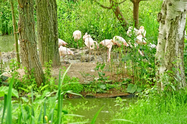 London England June 2022 Greater Flamingo London Zoo — ストック写真