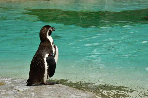 London England June 2022 Humboldt Penguin London Zoo — Foto de Stock