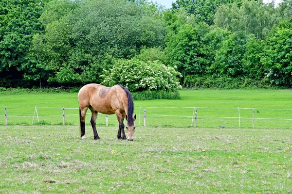 Hever England June 2022 Horse Picturesque Village — ストック写真