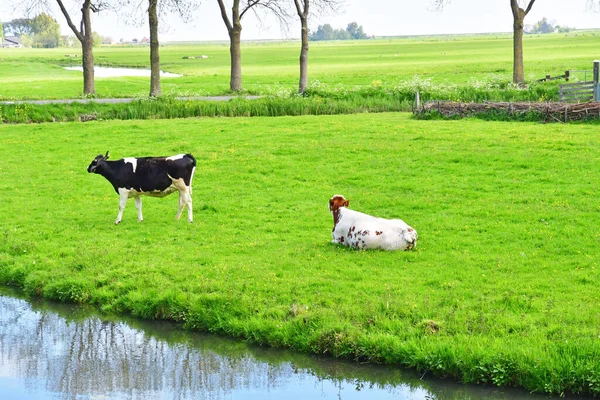 Edam Holland Maj 2022 Landskab Omkring Byen - Stock-foto