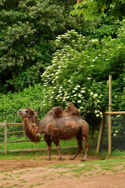 London England June 2022 Camel London Zoo Created 1828 — Stock Photo, Image
