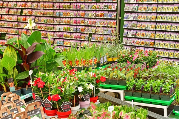 Amsterdam Netherlands May 2022 Flower Market — Foto de Stock