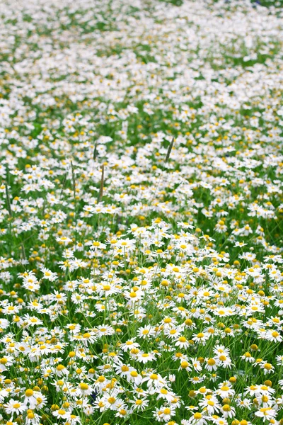 Kamillenfeld — Stockfoto