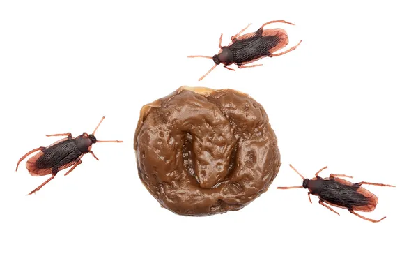 Fake excrement and cockroachies — Stock Photo, Image