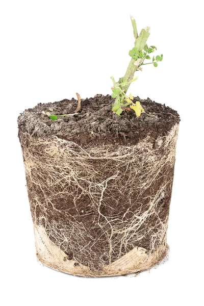 Broken tomato plant roots in soil — Stock Photo, Image