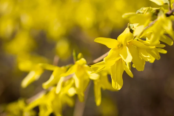 Żółte kwiaty forsycji — Zdjęcie stockowe