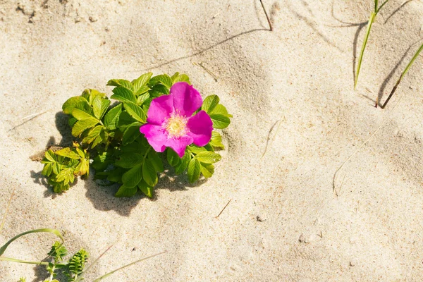 Dog rose on a beach — Stock Photo, Image