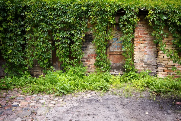 Antigua pared con planta de hiedra — Foto de Stock