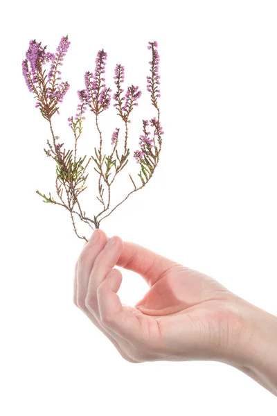 Hand holding dry heather — Stock Photo, Image