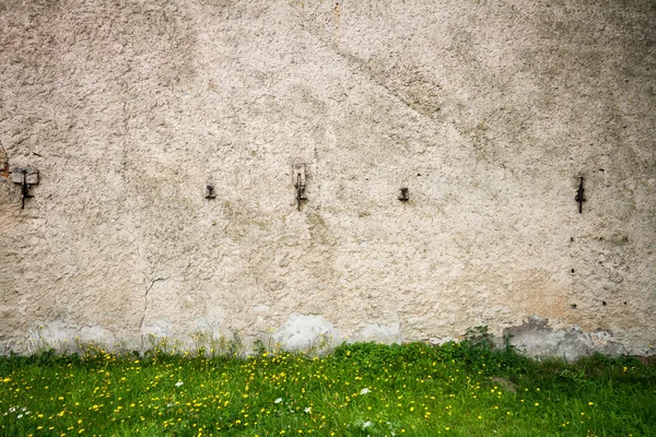 壁とタンポポ — ストック写真