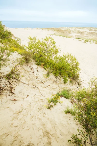 Vue sur les dunes mortes — Photo