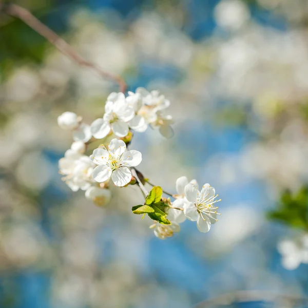 Krásný jarní kvetoucí švestka — Stock fotografie