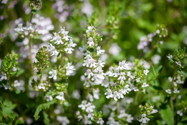 Fresh thyme herbs — Stock Photo, Image