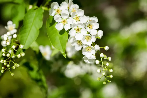 Beautiful spring blossoming bird cherry  tree — Stock Photo, Image
