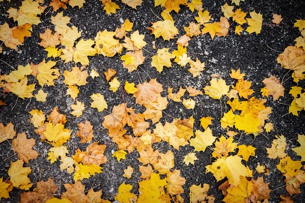 Autumn leaves on asphalt — Stock Photo, Image