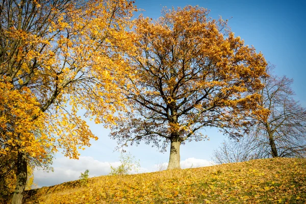 美丽的秋天橡木树 — 图库照片