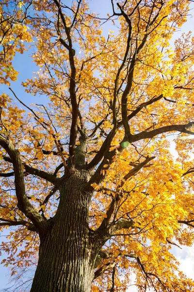 Albero autunnale — Foto Stock