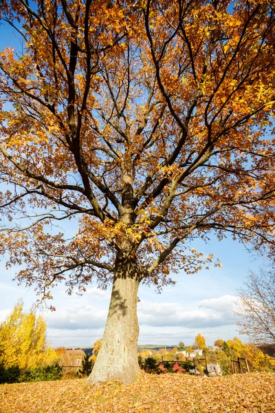 Krásný podzim dubové strom — Stock fotografie