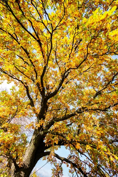 秋天树 — 图库照片