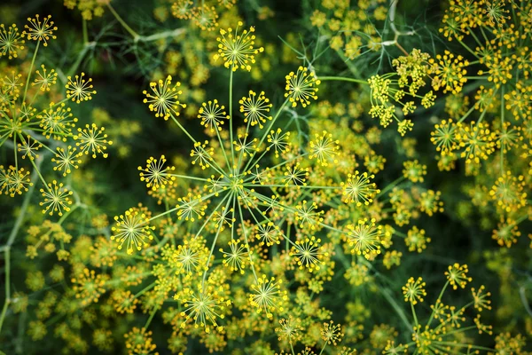 Hintergrund blühender Dill — Stockfoto