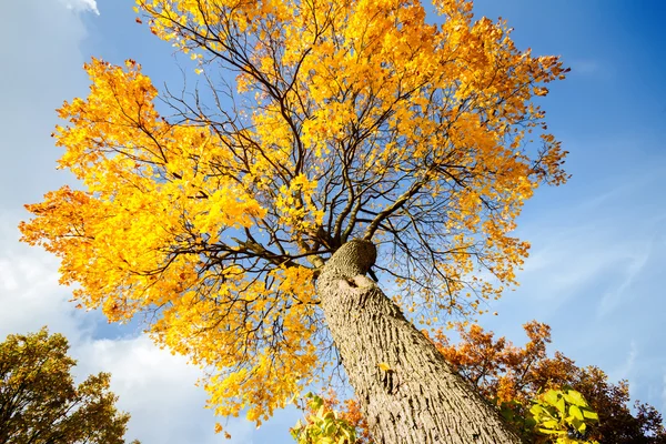 秋天树 — 图库照片