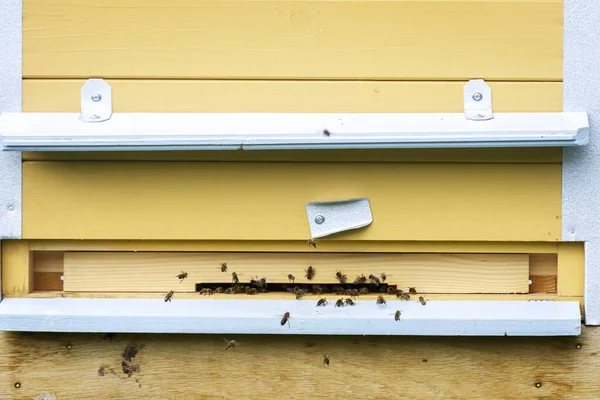 Close Yellow Bee Hive Entrance — Stock Photo, Image