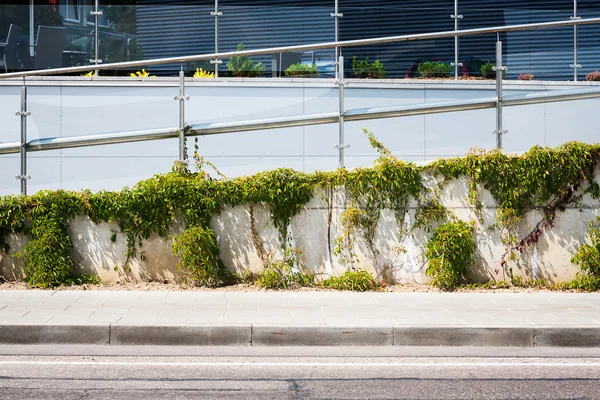 Pared de la calle con una enredadera —  Fotos de Stock