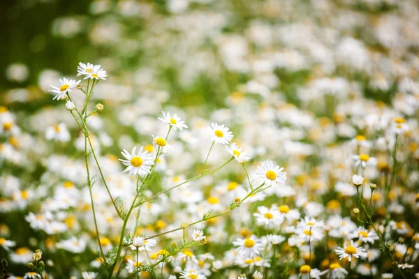 Chamomiles alanı — Stok fotoğraf