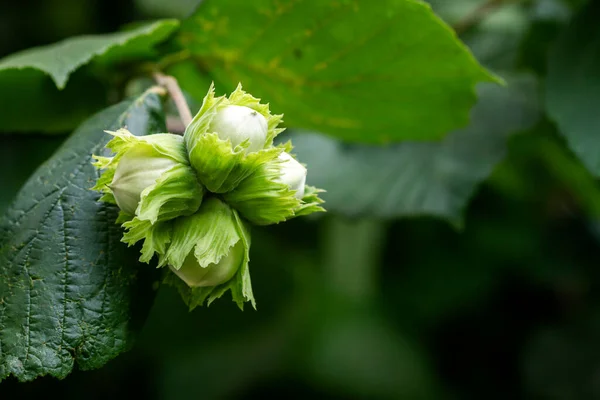 Kacang Hijau Tumbuh Pohon Hazelnut Menggantung Dalam Cluster Pada Cabang — Stok Foto