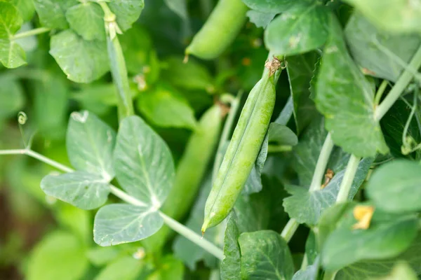 Close Shot Green Peas Growing Garden Selective Focus Growing Peas — Stock Photo, Image