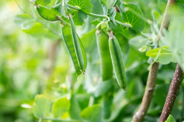 Close Shot Green Peas Growing Garden Selective Focus Growing Peas — Stock Photo, Image