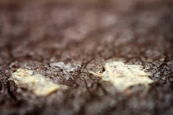 Primo Piano Estremo Una Pelle Profondità Superficiale Campo Macro Pelle — Foto Stock