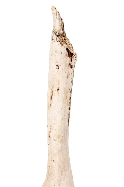Ein Teil Des Treibholzes Isoliert Auf Weißem Hintergrund — Stockfoto